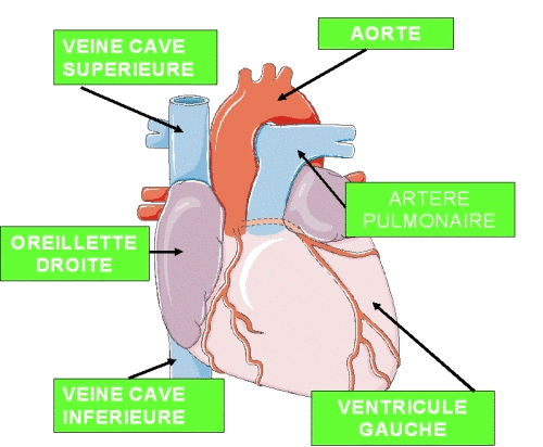 Vue extérieure du coeur