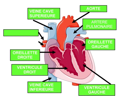 Vue du coeur en coupe