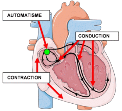 Les cellules cardiaques