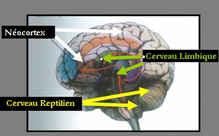 Cerveau triunique